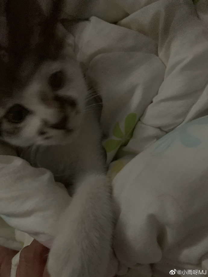 猫图片|宠物猫|猫咪|