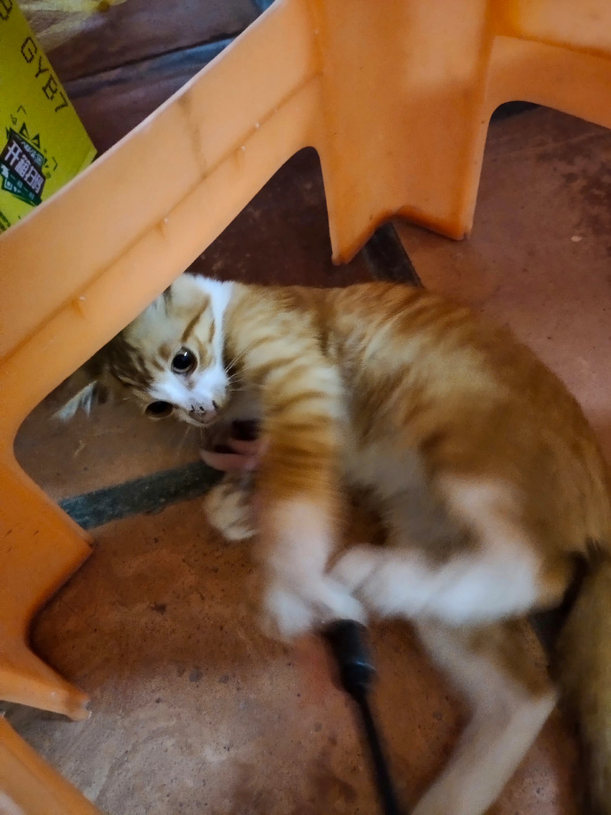 猫图片|宠物猫|猫咪|