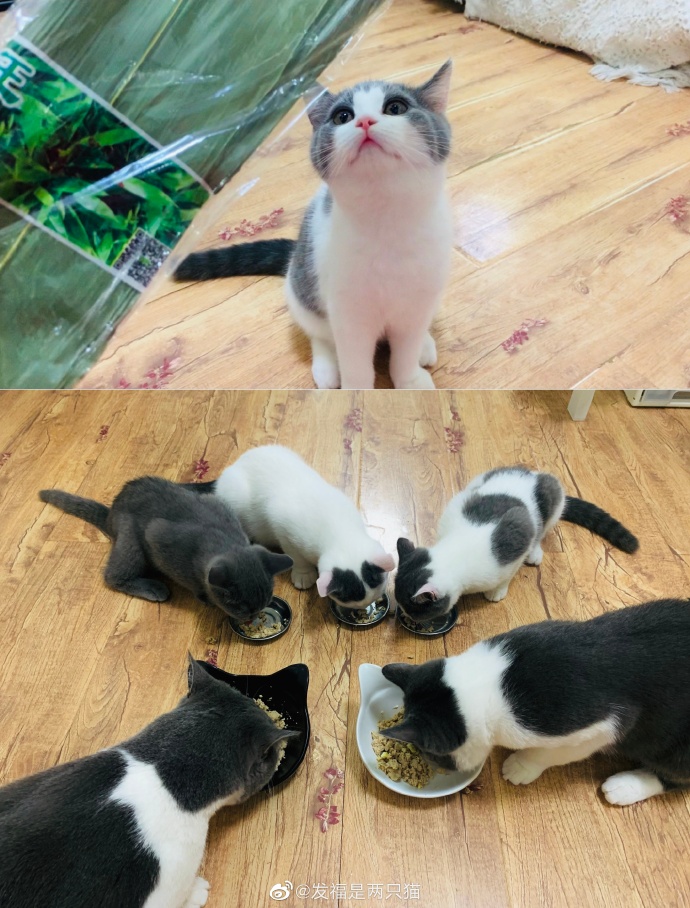 猫图片|宠物猫|猫咪|