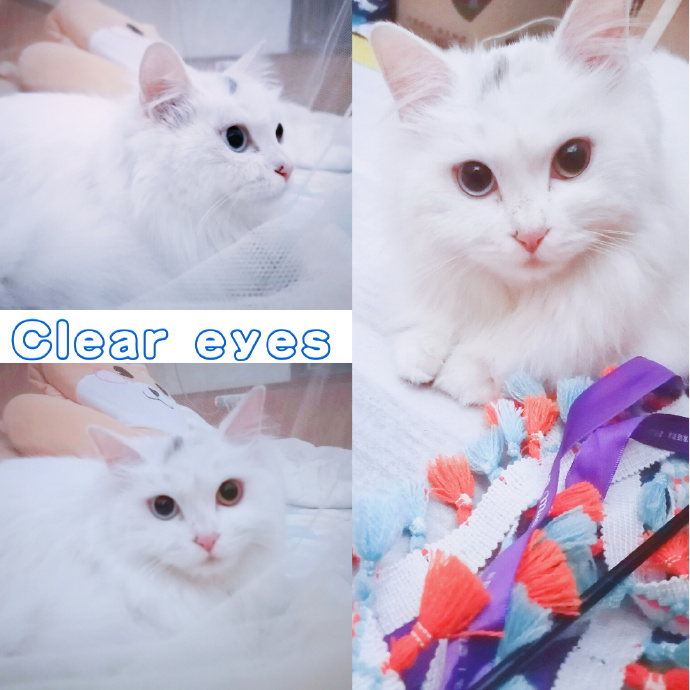 猫图片|宠物猫|猫咪|