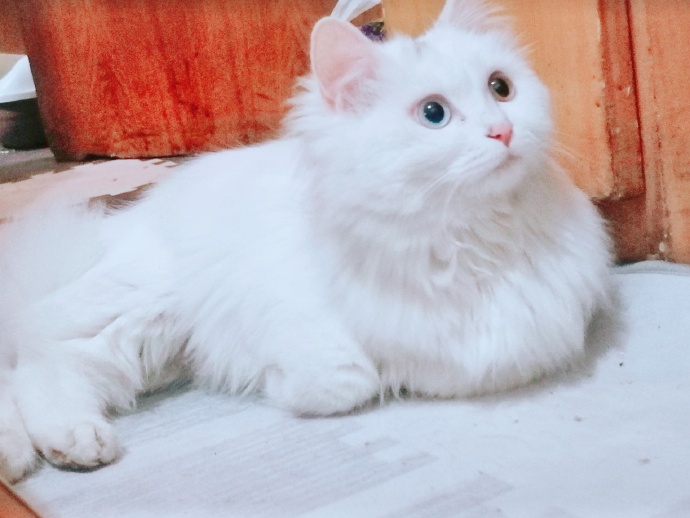 猫图片|宠物猫|猫咪|