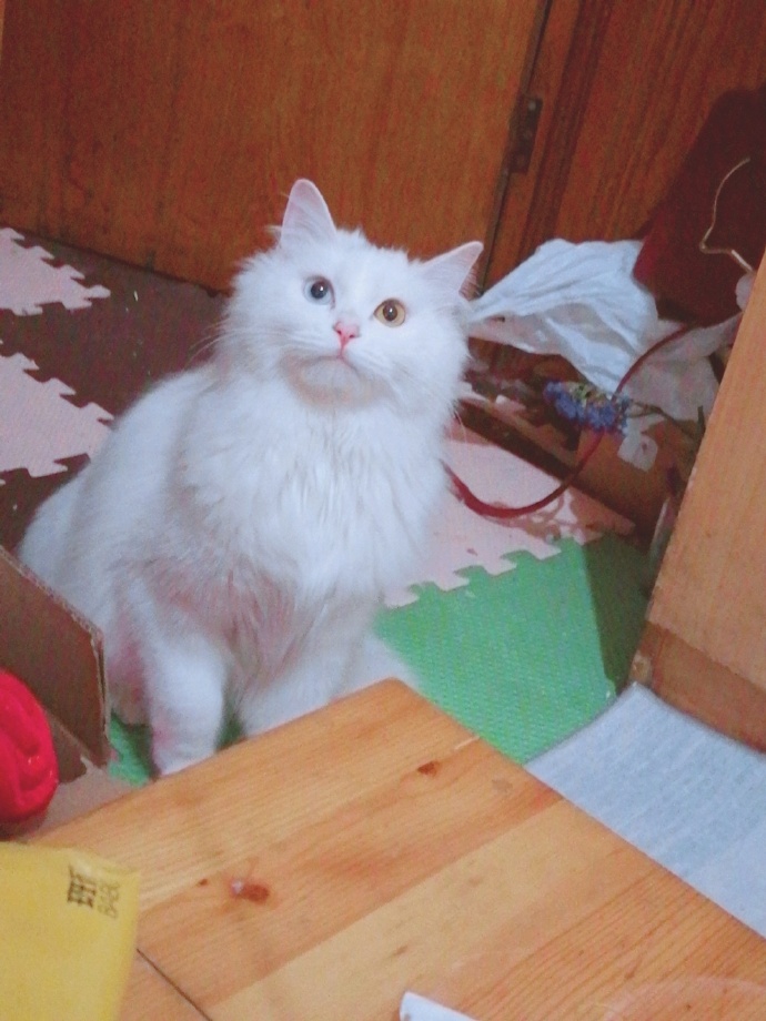 猫图片|宠物猫|猫咪|