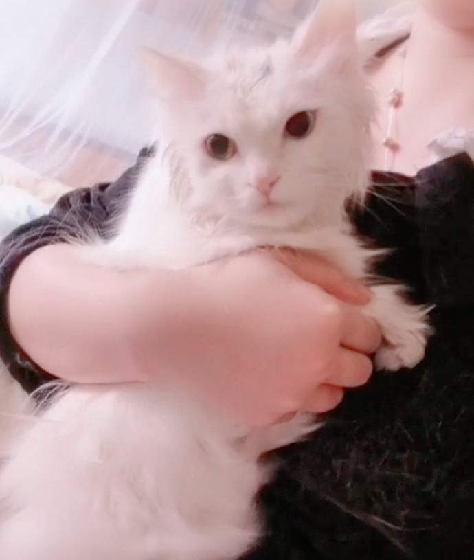 猫图片|宠物猫|猫咪|