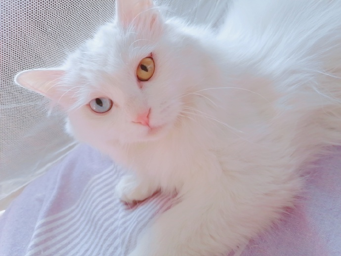 猫图片|宠物猫|猫咪|