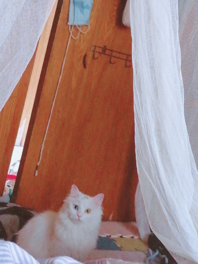 猫图片|宠物猫|猫咪|