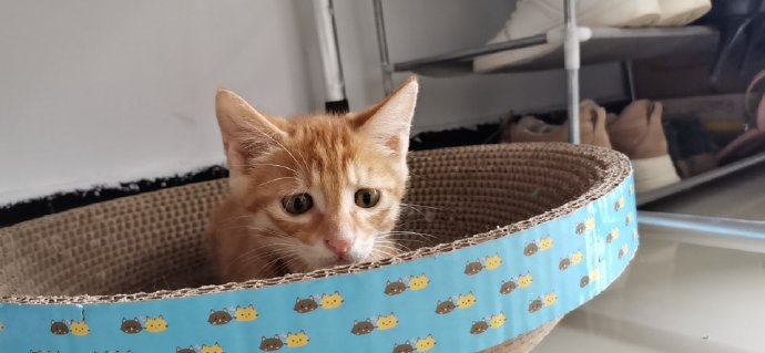 猫图片|宠物猫|猫咪|