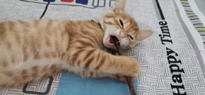 猫图片|宠物猫|猫咪|