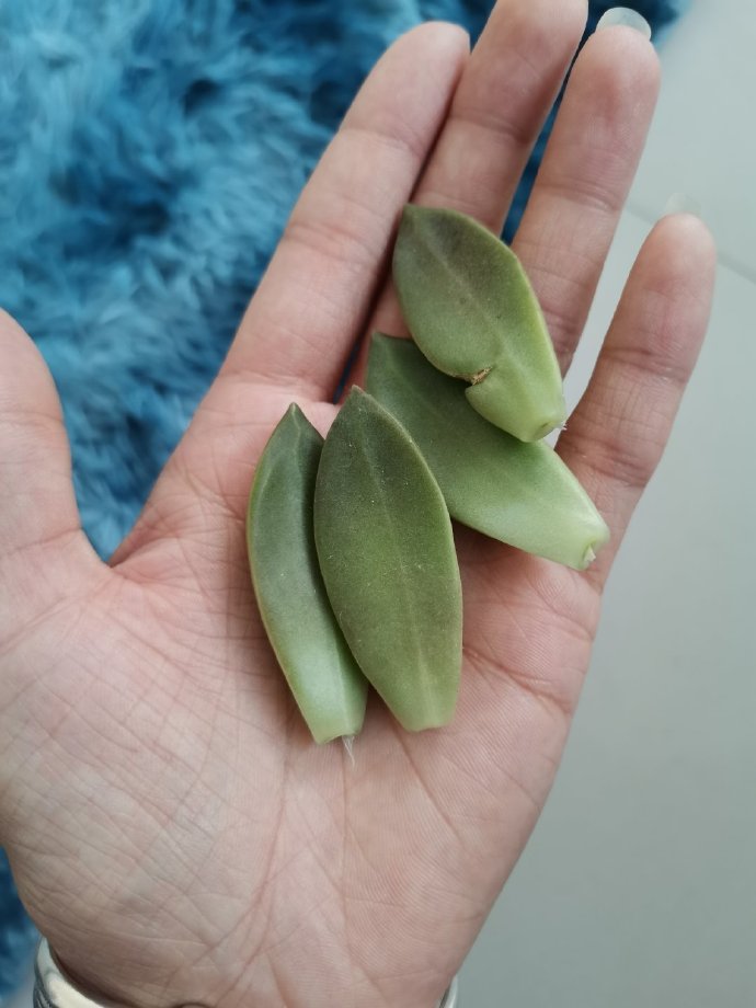 猫图片|宠物猫|猫咪|