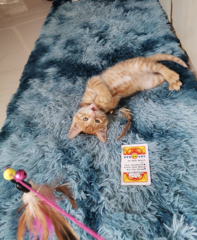 猫图片|宠物猫|猫咪|