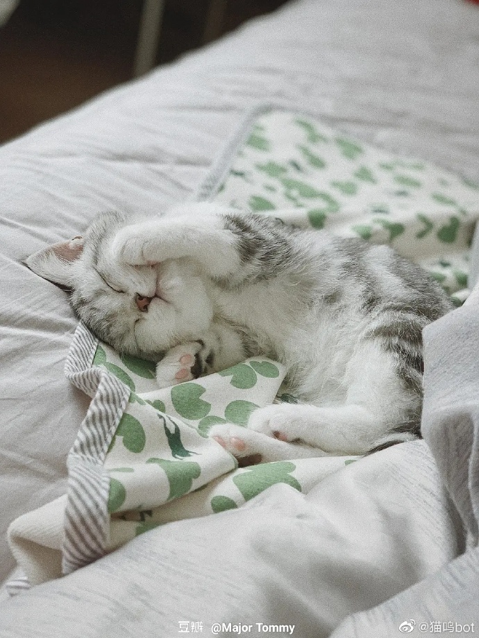 猫图片|宠物猫|猫咪|