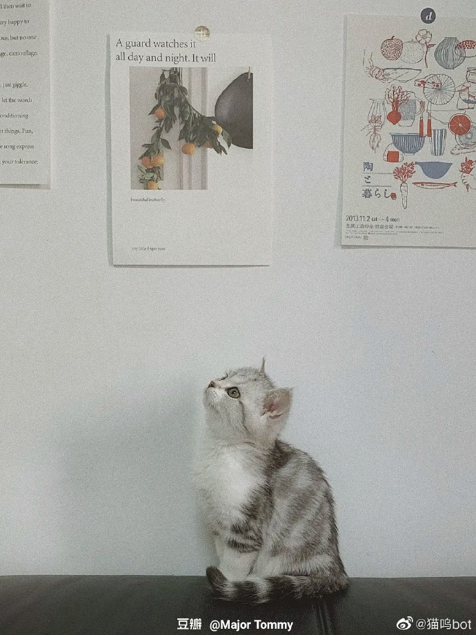 猫图片|宠物猫|猫咪|