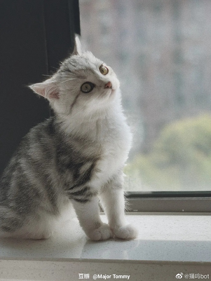 猫图片|宠物猫|猫咪|