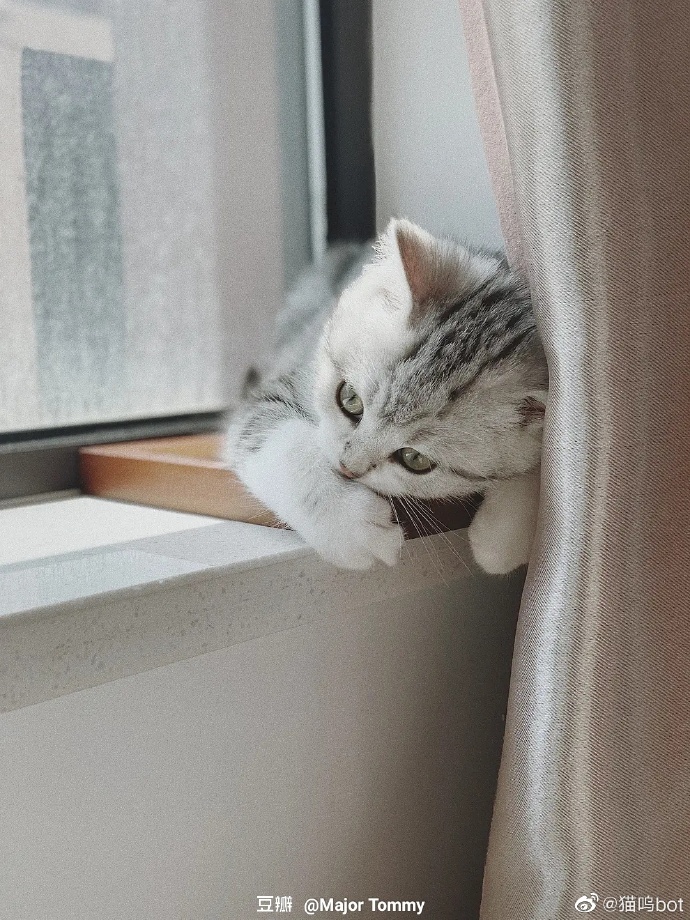 猫图片|宠物猫|猫咪|