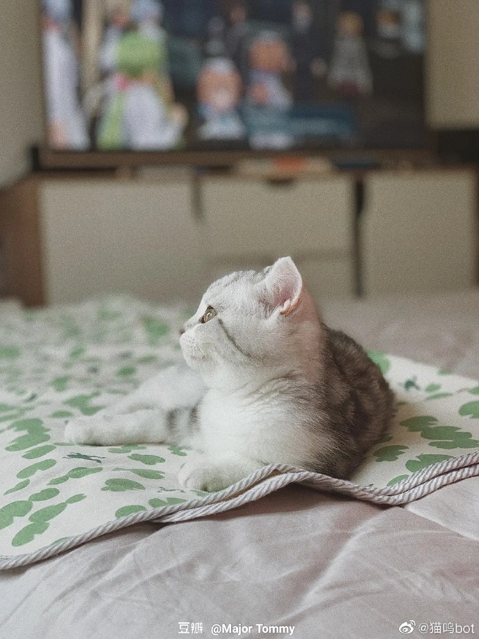 猫图片|宠物猫|猫咪|