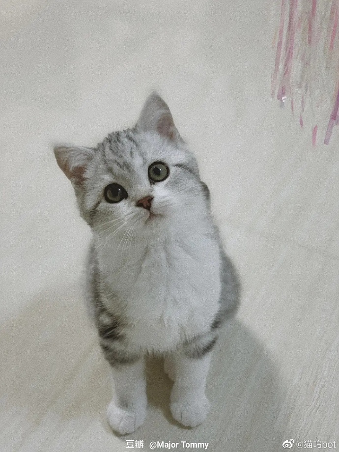 猫图片|宠物猫|猫咪|