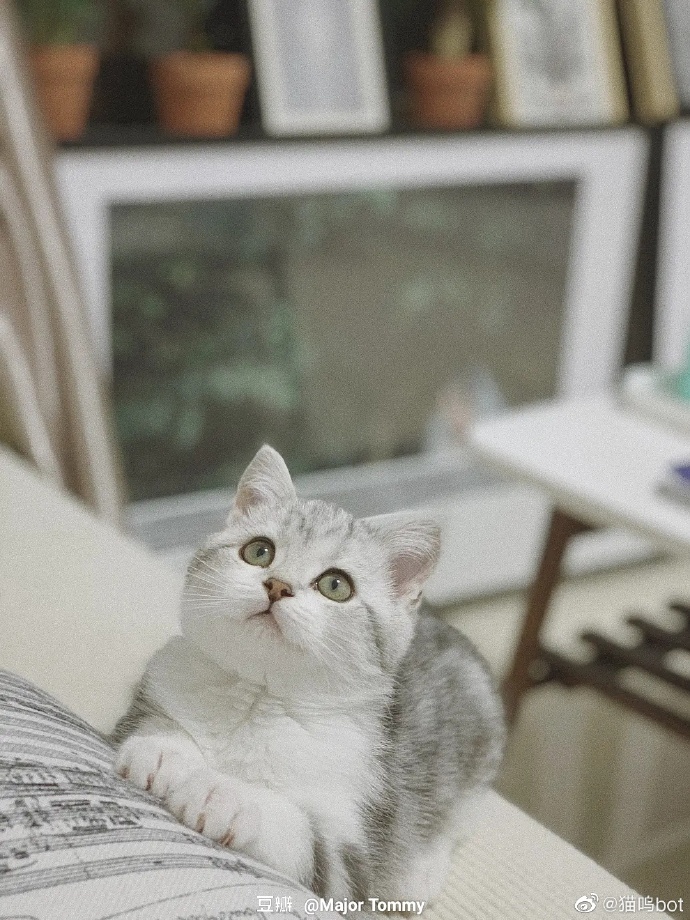 猫图片|宠物猫|猫咪|