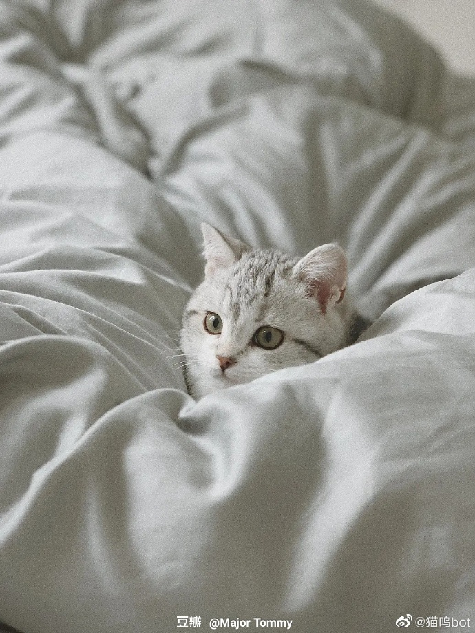 猫图片|宠物猫|猫咪|