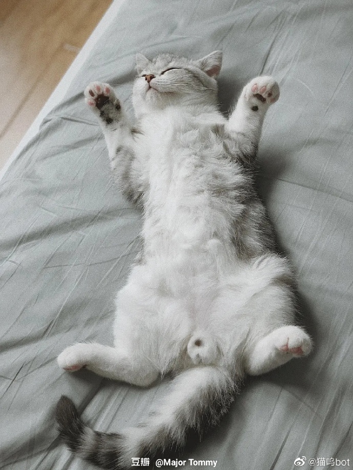 猫图片|宠物猫|猫咪|