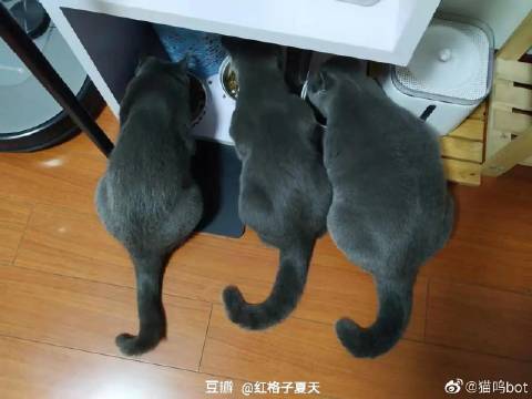 猫图片|宠物猫|猫咪|