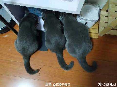 猫图片|宠物猫|猫咪|