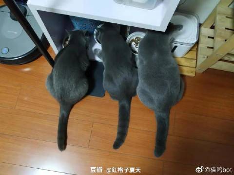 猫图片|宠物猫|猫咪|