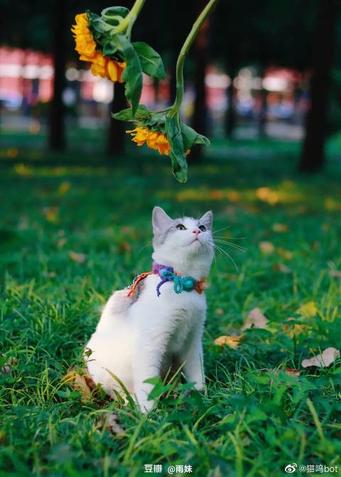 猫图片|宠物猫|猫咪|