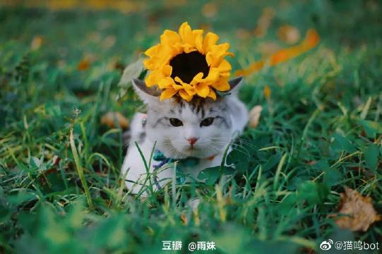 猫图片|宠物猫|猫咪|