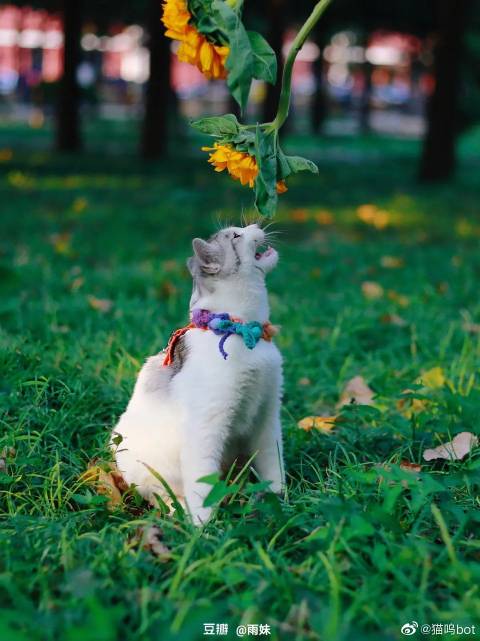 猫图片|宠物猫|猫咪|