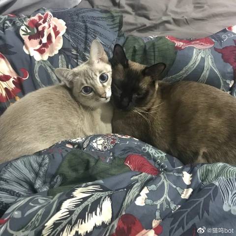 猫图片|宠物猫|猫咪|