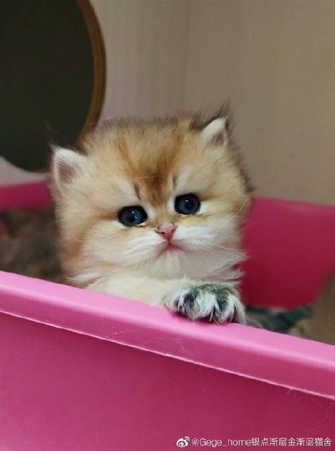 猫图片|宠物猫|猫咪|