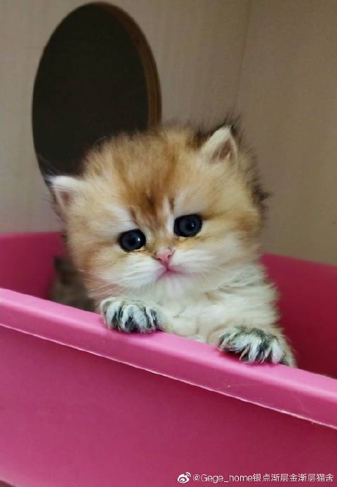 猫图片|宠物猫|猫咪|