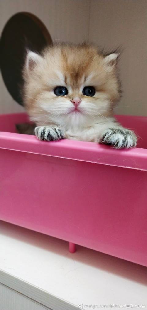 猫图片|宠物猫|猫咪|