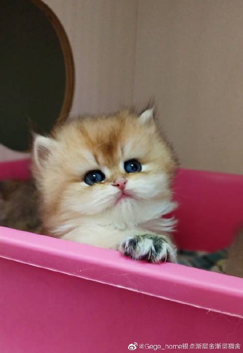 猫图片|宠物猫|猫咪|