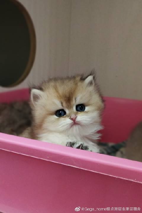 猫图片|宠物猫|猫咪|