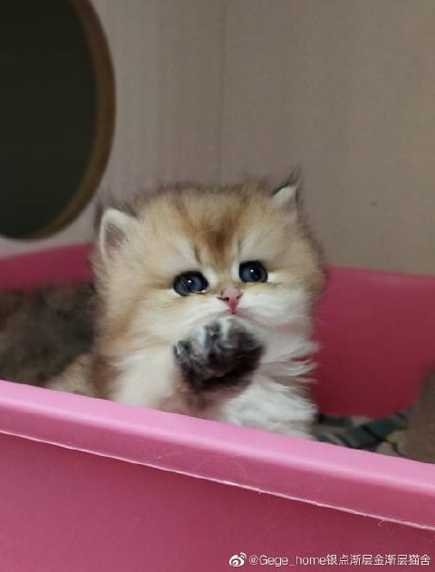 猫图片|宠物猫|猫咪|