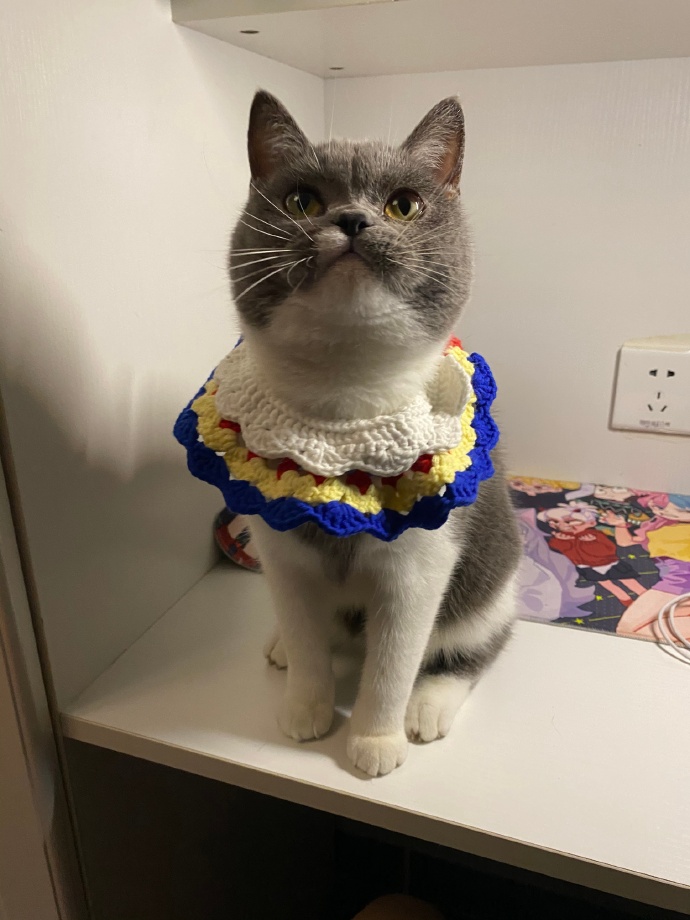 猫图片|宠物猫|猫咪|