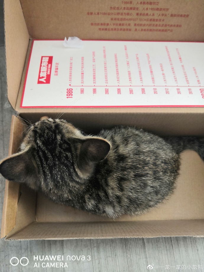 猫图片|宠物猫|猫咪|