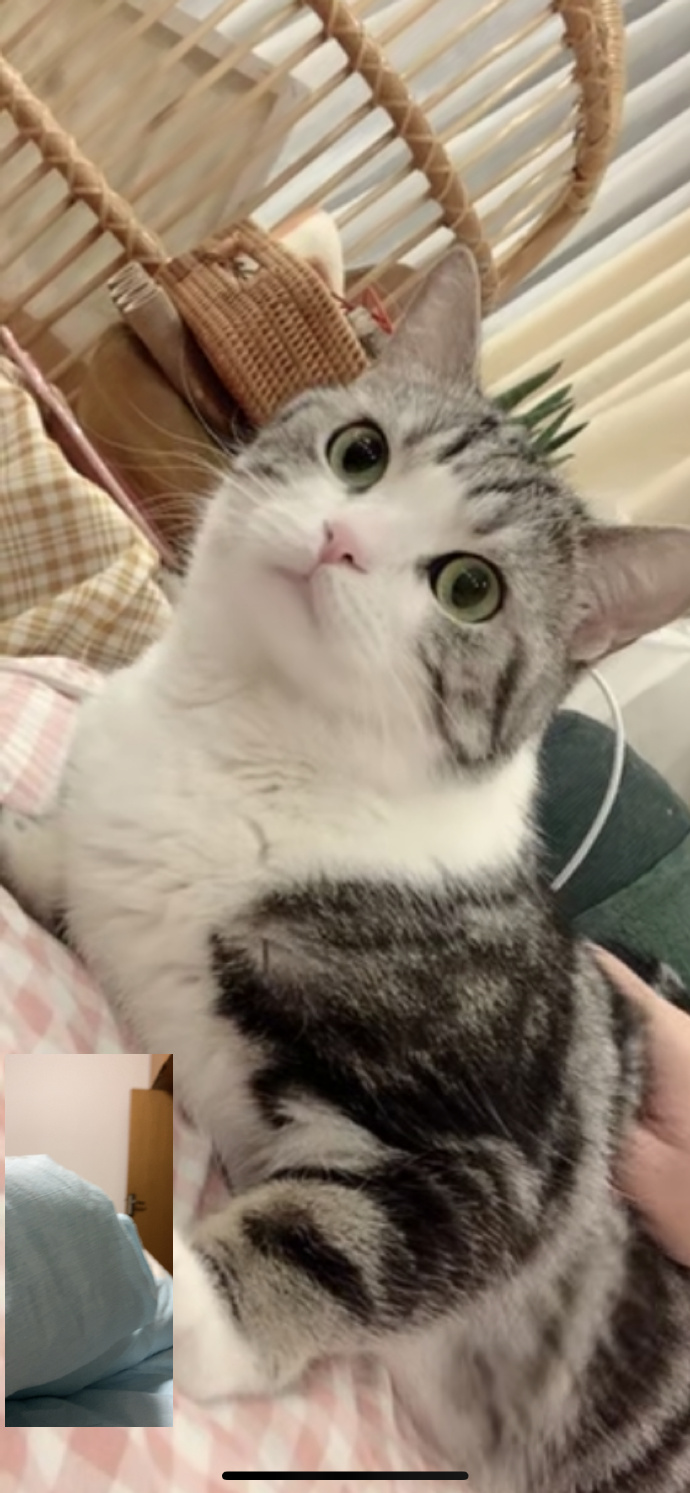 猫图片|宠物猫|猫咪|