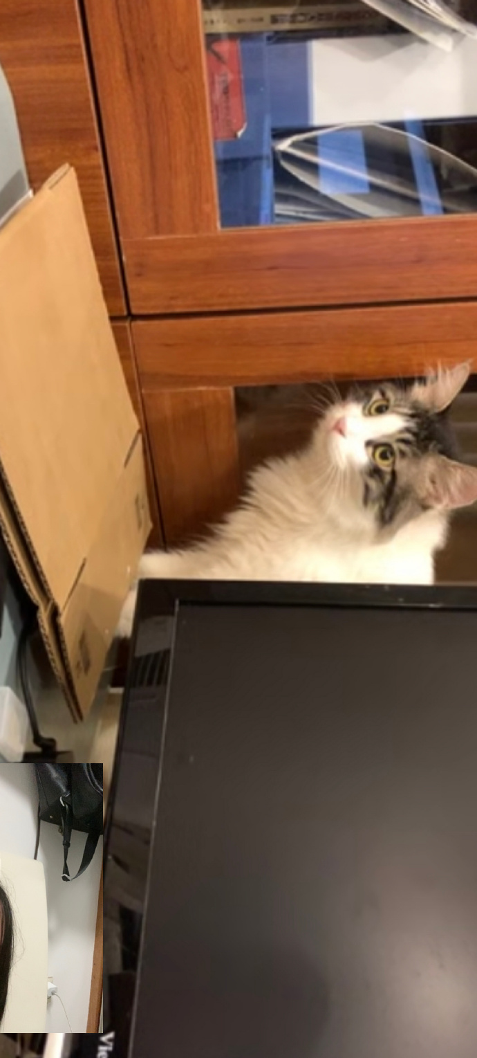 猫图片|宠物猫|猫咪|