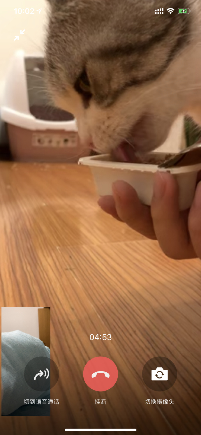 猫图片|宠物猫|猫咪|