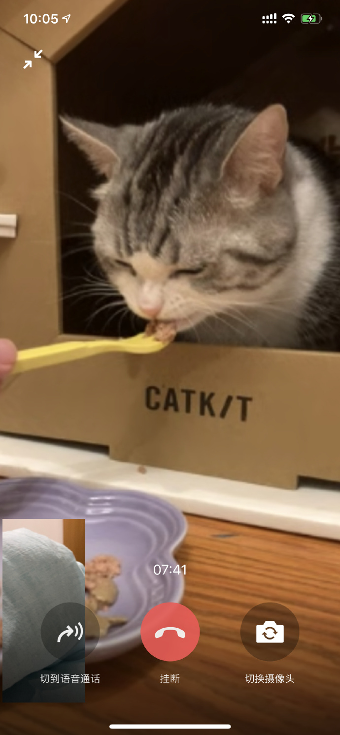 猫图片|宠物猫|猫咪|