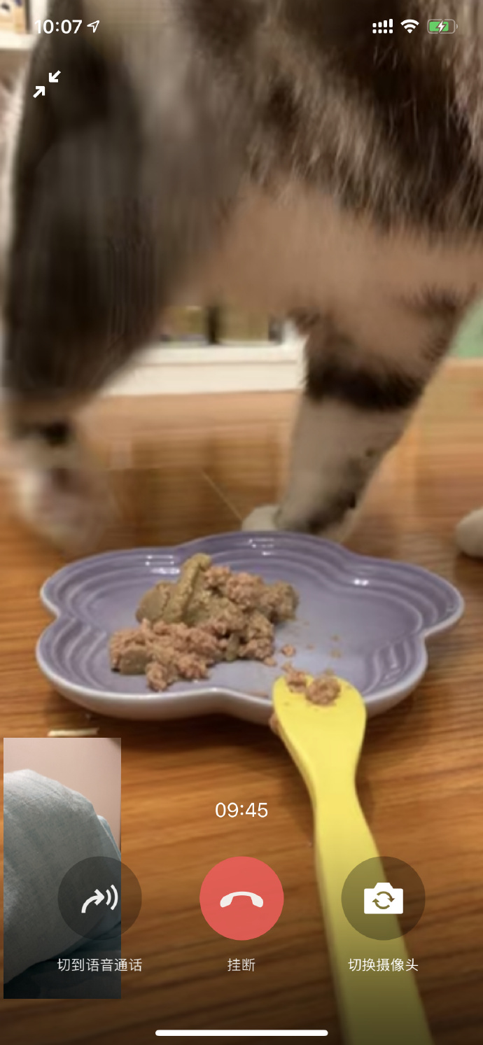 猫图片|宠物猫|猫咪|