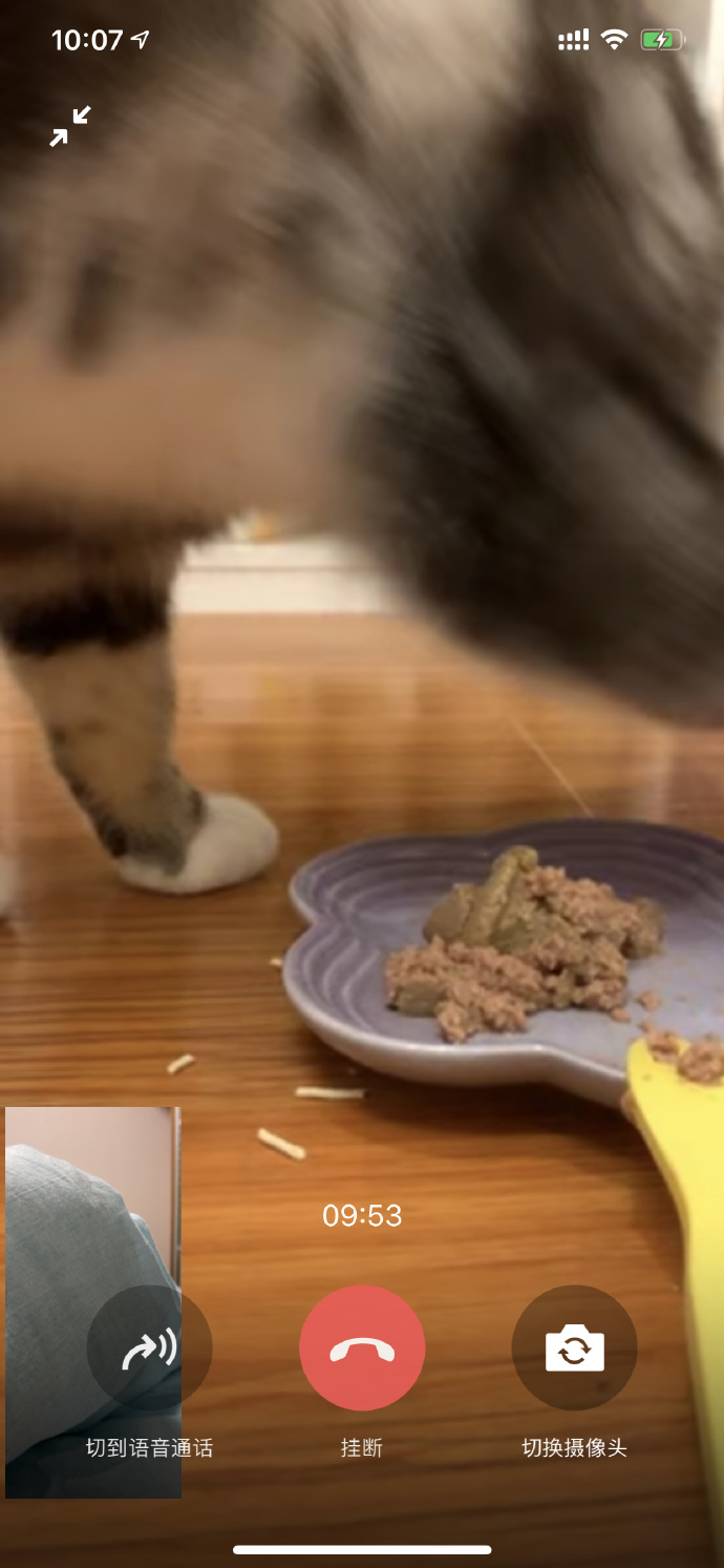 猫图片|宠物猫|猫咪|