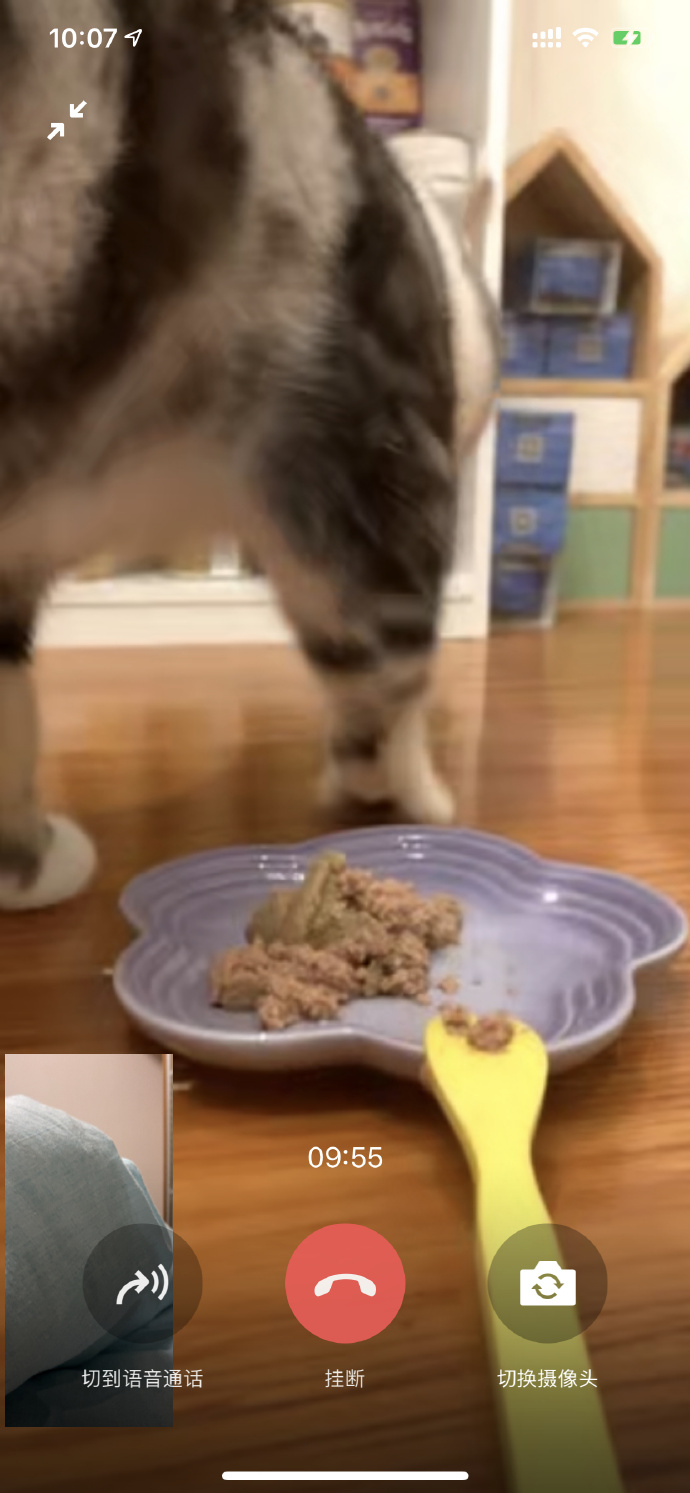 猫图片|宠物猫|猫咪|