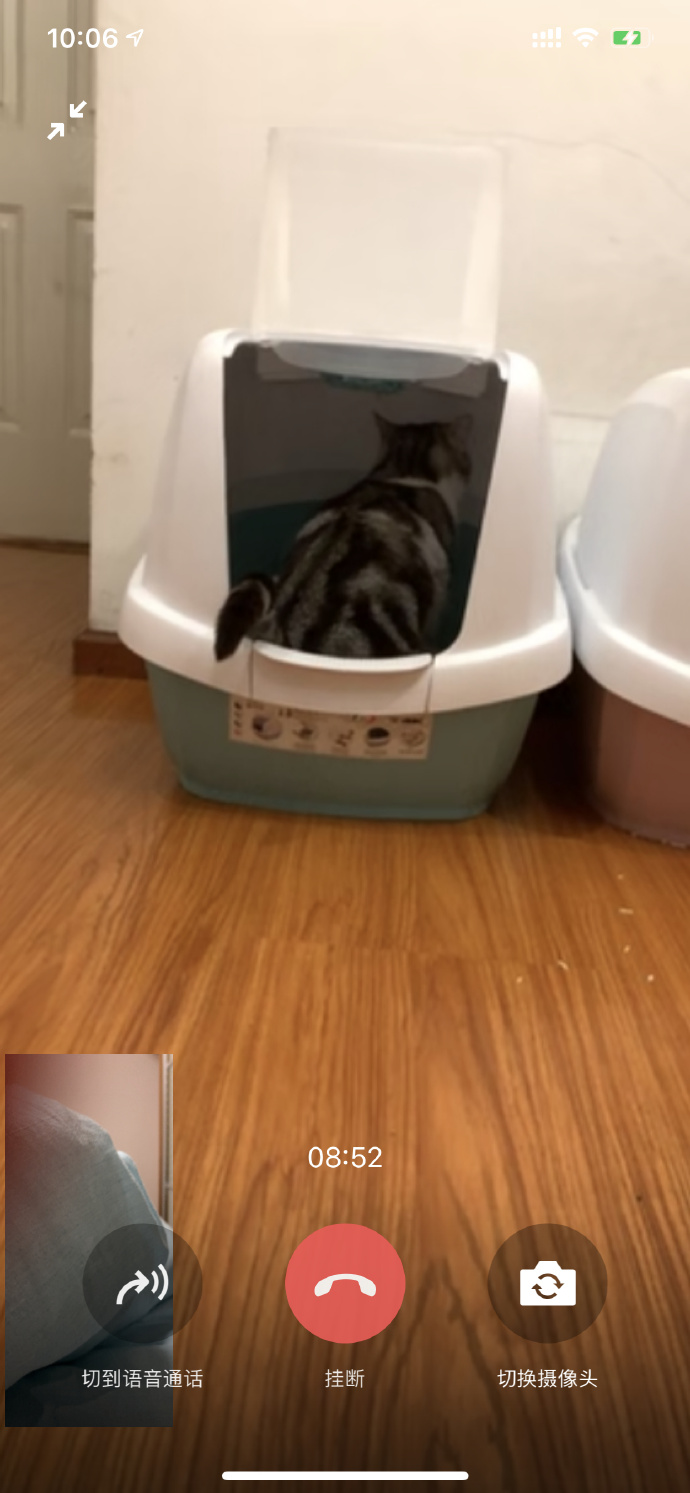 猫图片|宠物猫|猫咪|