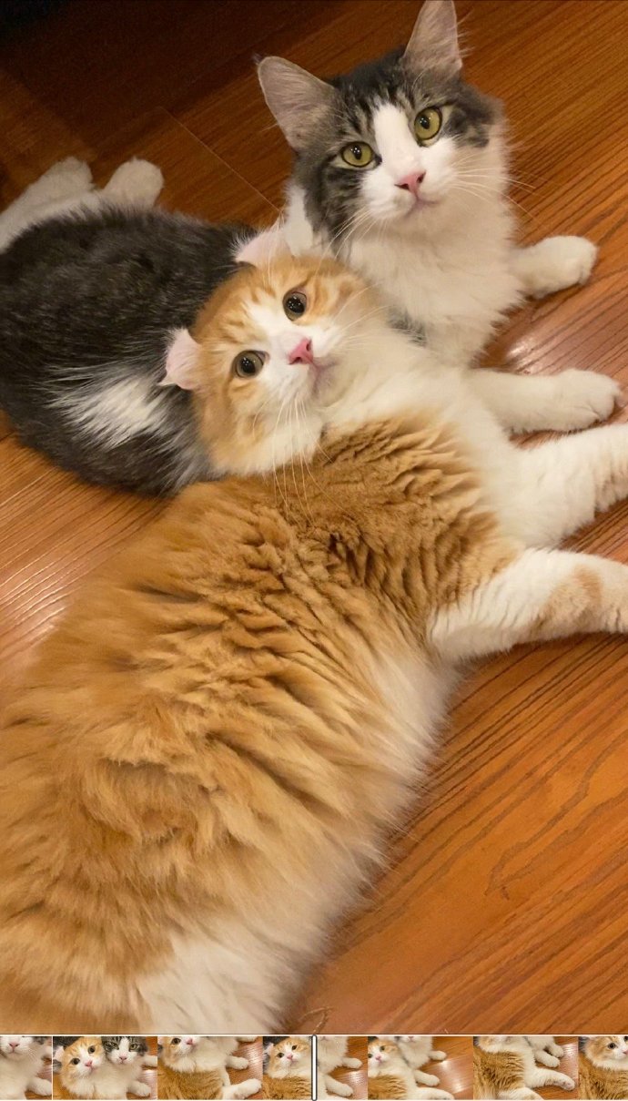 猫图片|宠物猫|猫咪|