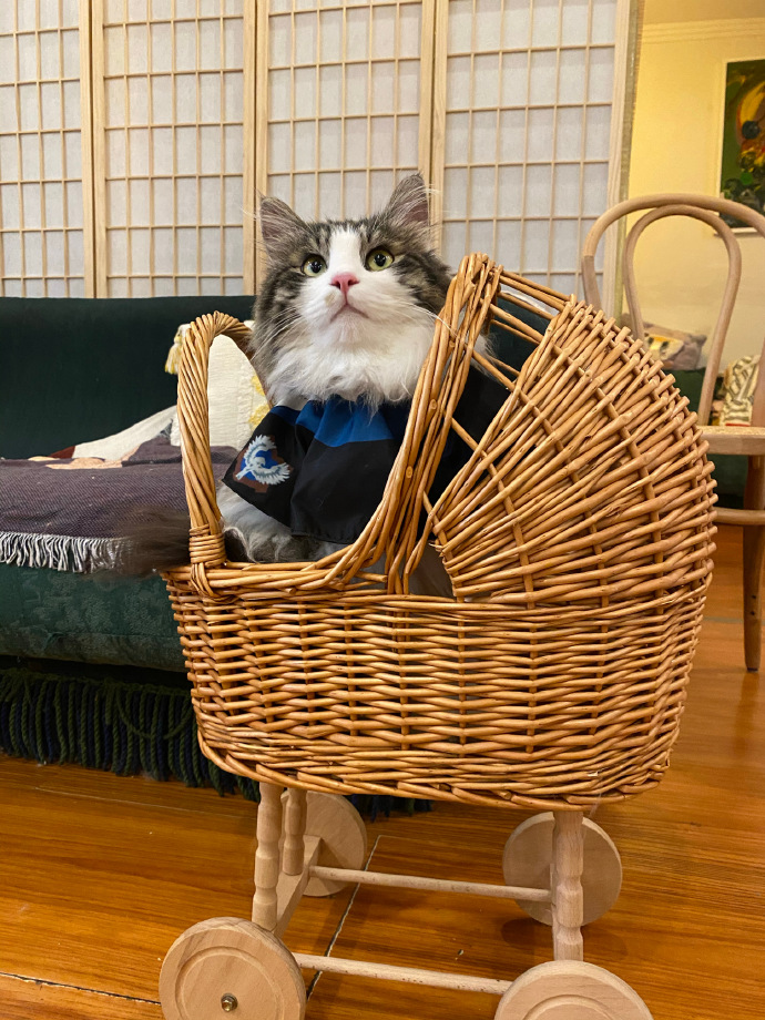 猫图片|宠物猫|猫咪|