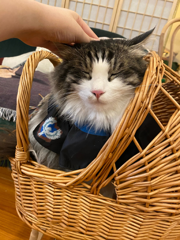 猫图片|宠物猫|猫咪|