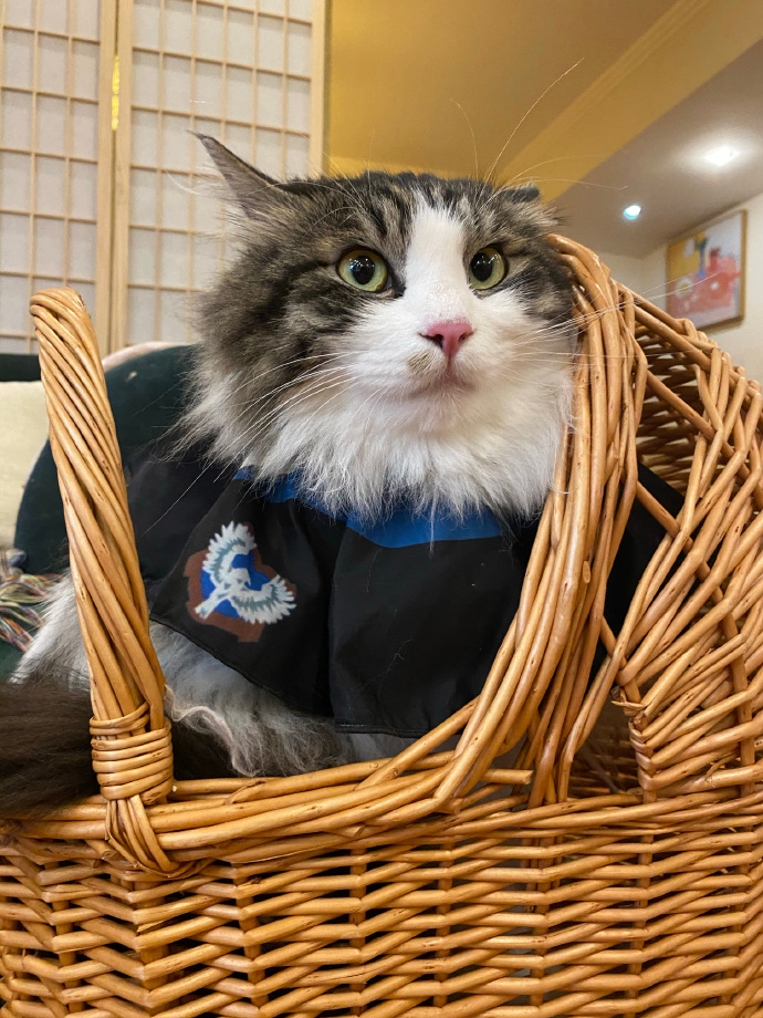 猫图片|宠物猫|猫咪|