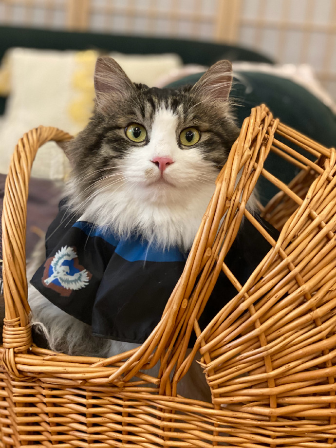 猫图片|宠物猫|猫咪|